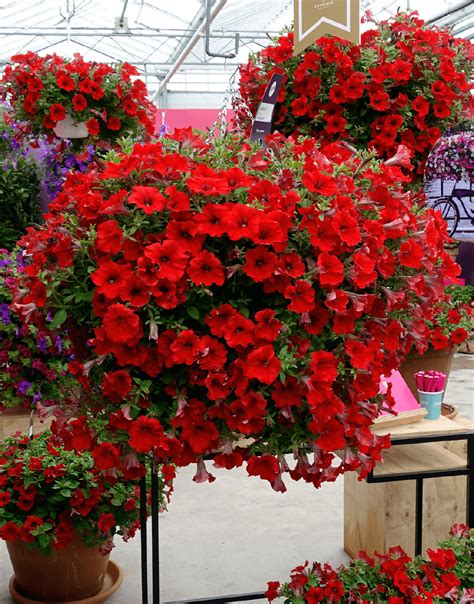 Surfinia® Early Trailing Red The No1 Petunia Brand Colors Your City
