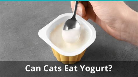 Is it okay for cats to eat yogurt? Can Cats Eat Yogurt? Is It Safe And Good Or Bad For Them?