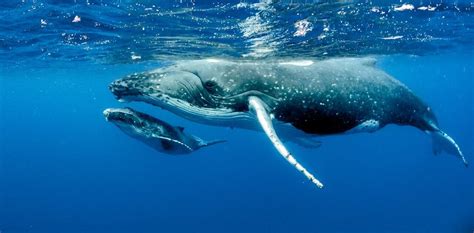 Humpback Whales May Have Bounced Back From Near Extinction But Its