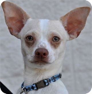 Maybe you would like to learn more about one of these? Luke | Adopted Dog | Atlanta, GA | Italian Greyhound ...