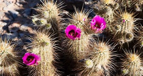A Guide To May Blooms In The Sonoran Desert Cc Sunscreen