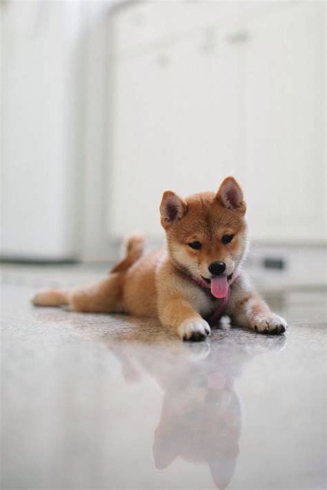 Shiba Puppy Cuteness Overload Cute Dogs Cute Animals Animals