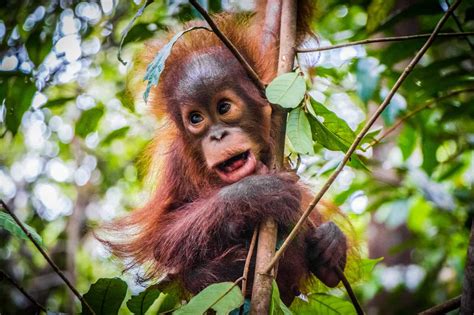 Discovery Of An Unknown Orangutan Population Imp World
