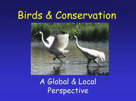 Ppt Birds And Conservation Powerpoint Presentation Free Download Id