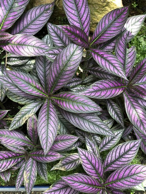 Plant With Purple And Green Leaves Plant Ideas