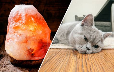 Needs wet food (friskies) make sure they have a clean bowl (it can get mold, it's pink, use tissue to wipe out bowl, you'll see)and fresh clean water. Vets warn Himalayan salt lamps are dangerous and could ...