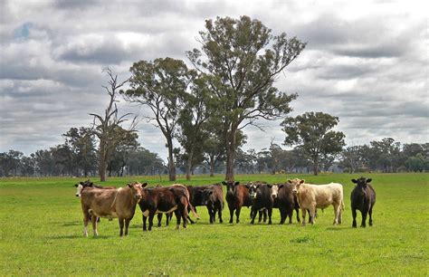 Free Images Landscape Nature Grass Outdoor Field Farm Meadow