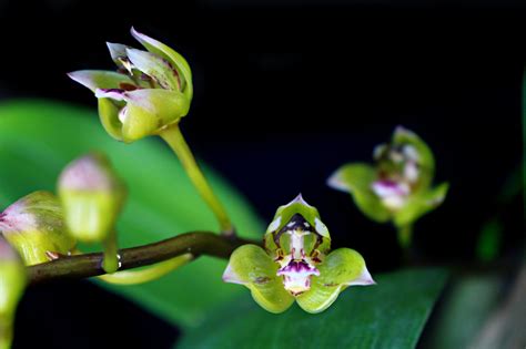 Thecopus Maingayi Orchid Orchids Rare Orchids Most Beautiful Flowers