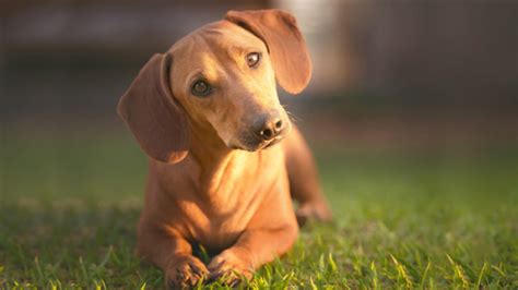 20 Cool Facts To Learn About Dachshunds