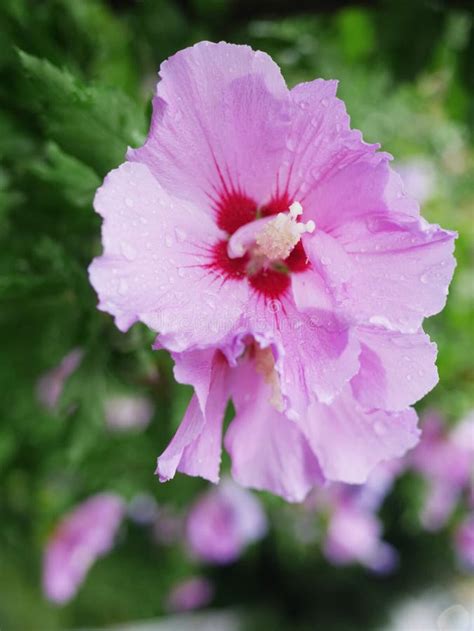 Violet Hibiscus Stock Image Image Of Flower Petal Pink 46185289
