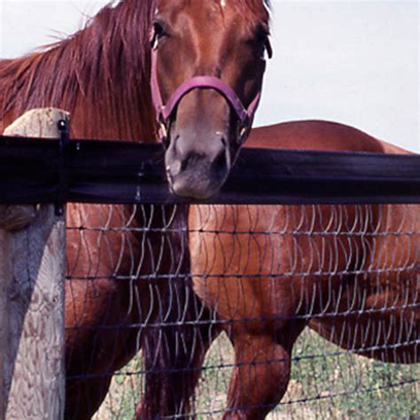V Mesh Horse Fencing Woven Wire Fence Wire Fence