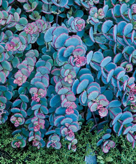 Look At This Blue Creeping Sedum Plant Set Of Two On Zulily Today