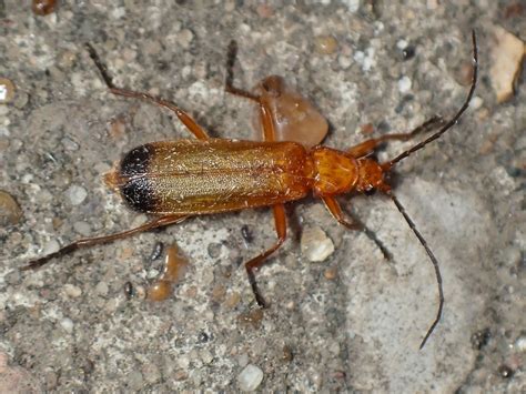 Common Red Soldier Beetle Rhagonycha Fulva My Garden Paul Sullivan