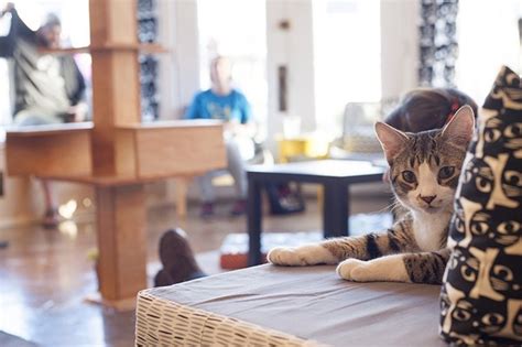 10 Times Mauhaus Cat Cafe Was The Cutest Thing On The
