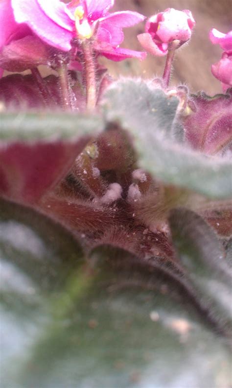 With their fuzzy white appearance, mealybugs don't look like much of a threat, and when they appear in small numbers, a plant can survive the mealybug infestation. Fuzzy Foliage: Evil Little Mealybugs! / A Visit To Deep ...