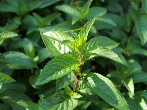 Peppermint And Its Benefits