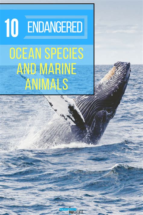 10 Endangered Ocean Species And Marine Animals Marine Animals