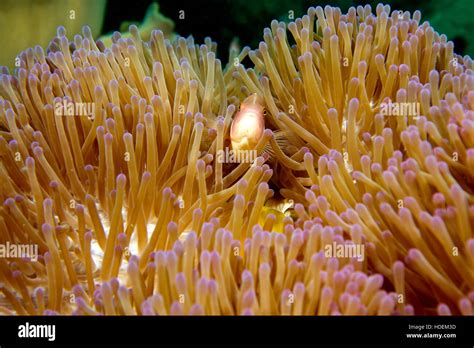Pink Anemone Fish In The Anemone Underwater Thailand Stock Photo Alamy