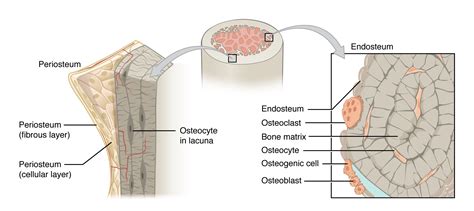 Hi all, i have uploaded a new medical animation tutorial. 6.3 Bone Structure - Anatomy & Physiology