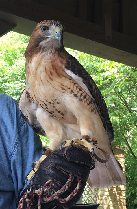 Indiana Raptor Center At Brown County State Park 2019 Schedule