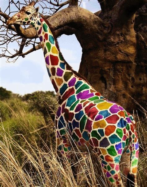 Giraffe Colorful Gifs Wifflegif