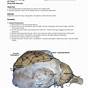 Sheep Brain Worksheet