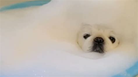 Adorable Dogs Love Bubble Baths Video