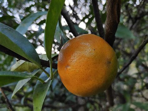 Mandarin Orange Essential Oil Make Your Own Diy Purely Natural