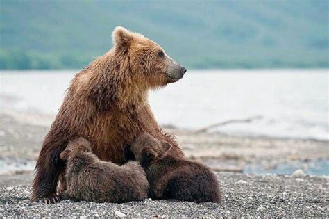 Feeding Time Big Bear Bear Cubs Mother Bears