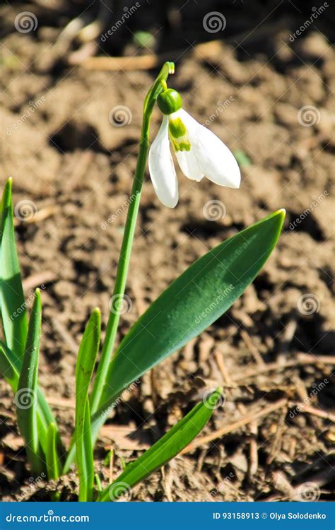 White Snowdrop Flowers Galanthus Nivalis Stock Image Image Of