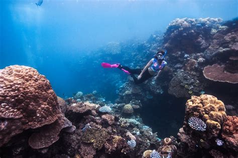 Aquaquest Cairns Reef Day Tour Tourism Town The Tourism Marketplace Find And Book