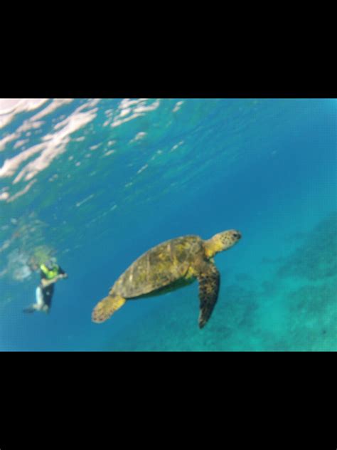 Swimming With Green Sea Turtles On The North Shore Hawaii Green Sea