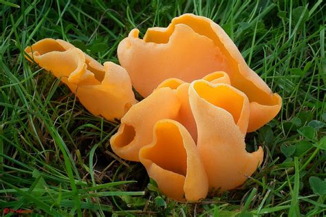 Orange Peel Fungus Aleuria Aurantia Juzaphoto