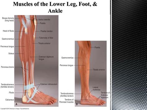 Ppt Anatomy Of The Foot And Ankle Powerpoint Presentation
