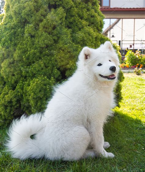 White Samoyed puppy dog is sitting | High-Quality Animal Stock Photos ~ Creative Market