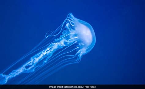 Australian Teen Dies After Box Jellyfish Sting Thespuzz