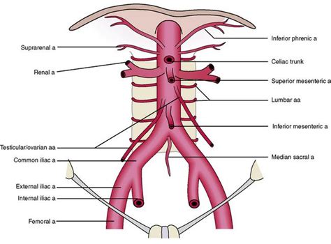 From a longitudinal approach the sma, is seen rising anteriorly and then turning and coursing distally the ca, rises anteriorly as a very short trunk which quickly divides into 3 branches Print Aorta, Illiac arteries & IVC flashcards | Easy Notecards