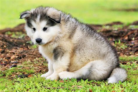 Brittneys Puppies Online Hawaii Alaskan Malamutes Are Sooooooo Cute