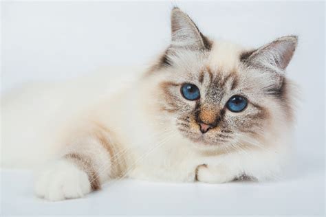 All About The Birman Cat Breed Catster