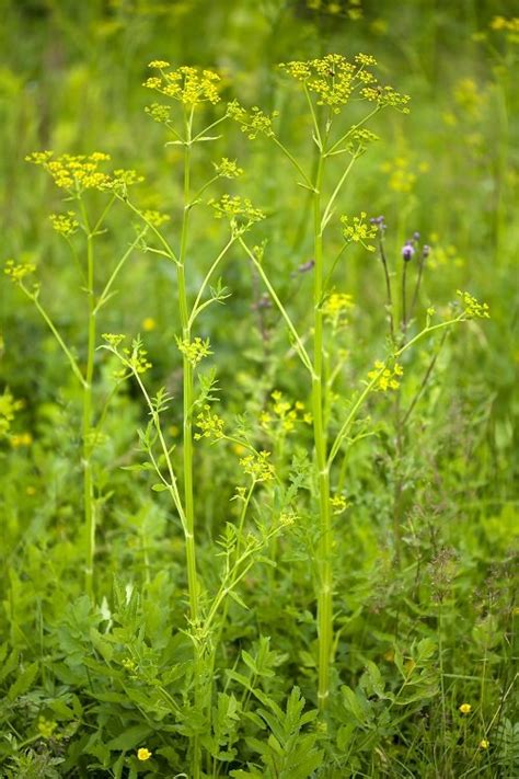 33 Weeds With Yellow Flowers Common Yellow Weeds