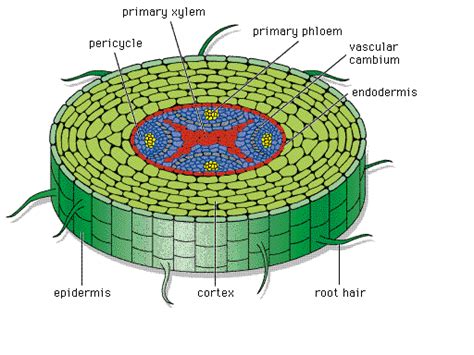 Conduction Of Food Nutrients Water Xylem Phloem Plant Tissue Biology