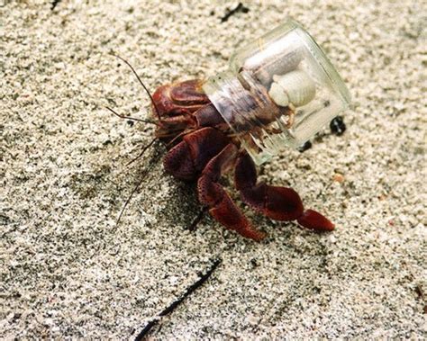 Hermit crabs are extraordinary pets that are intelligent and friendly. Choosing Hermit Crab Shells - PetHelpful