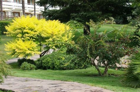 Trees And Shrubs With Yellow Leaves Photos And Names Features Of