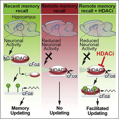 Epigenetic Priming Of Memory Updating During Reconsolidation To