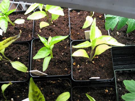 Tomato yellow leaf curl is a disease that is relatively new to the u.s. My Tomato Seedlings Are Turning Yellow | Cromalinsupport