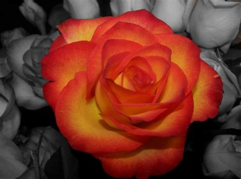 In both cases, mixing is typically described in terms of three color and three secondary colors (colors made by mixing two of the three primary colors in equal amounts). Red Tip White With Yellow Rose | The System - Fatima High ...