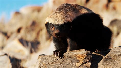 Ultimate Honey Badger National Geographic For Everyone In Everywhere