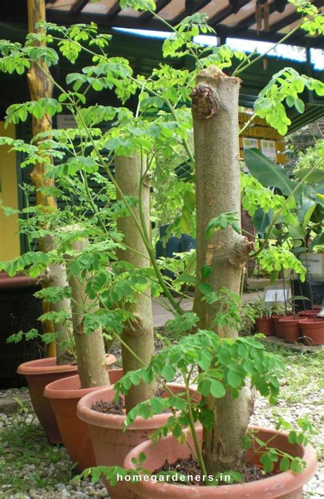 Moringa Trees Grow Easily From Cuttings Than From Seeds As It Takes