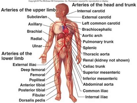 From wikimedia commons, the free media repository. arteries | Arteries, Medical transcription, Human anatomy ...