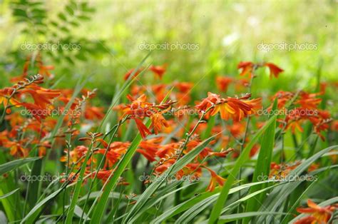 Crocosmia Orange Flower — Stock Photo © Preciouspics 13869006